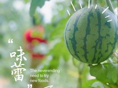 -西瓜小镇