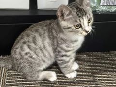 -纳吉亚猫专科动物医院博雅分院