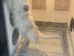-叮叮猫咪生活馆