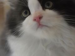 -猫咪派对(江南西店)