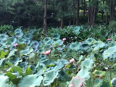 -深圳仙湖植物园