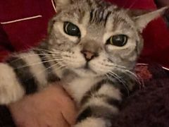 -猫十亿·布偶金渐层·曼基康矮脚猫舍(青年路店)