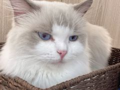 -瞄一喵猫咖(格力海岸店)