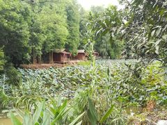 -南宁良凤江国家森林公园