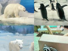 -海合安天津极地海洋公园