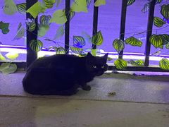 -天羽烤乳鸽店(财大家属院店)