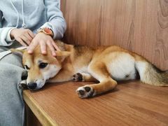 -柯斗斗主题餐厅·狗咖·围炉煮茶·茶饮(国瑞升平里店)