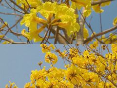 -天适樱花悠乐园