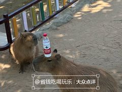 -西霞口神雕山野生动物世界