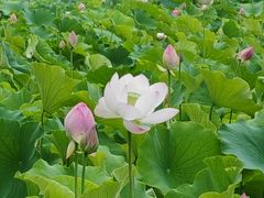 -莲湖公园