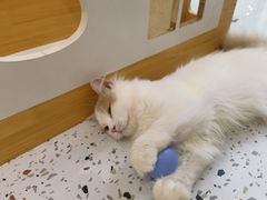 -猫域·湾主题猫咖·宠物吧(南坪城市广场店)
