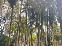 -中国科学院西双版纳热带植物园
