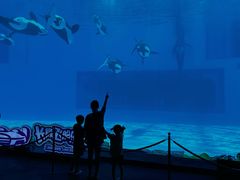 -帝企鹅自助餐厅•儿童岛•真企鹅(长隆企鹅酒店)