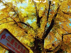 -三里屯东五街银杏大道