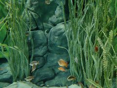 -上海海洋水族馆