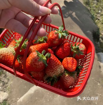 果然自己摘的草莓比买的更好吃 我个人偏爱半红半青的草