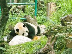 -广州长隆野生动物世界