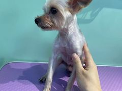 -喵宠乐园·撸猫互动·猫舍