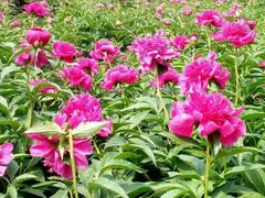 -洛阳郁金香牡丹园