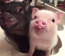 -尚玲纹绣纹眉特价店