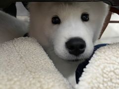 -翊宠yipet猫狗购宠庄园犬舍•猫舍