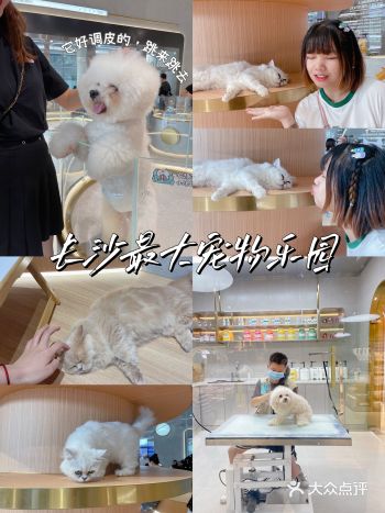 周末还不知道去哪里长沙这个超壕的宠物乐园