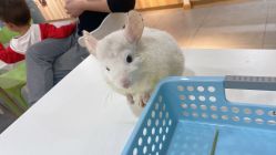 -Moni星球萌宠·小马宝莉·灵蛇·高端高阶全萌宠互动体验俱乐部(红豆国际广场店)