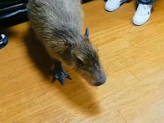 -北京观赏动物医院·24小时大型综合·猫专科·异宠专科