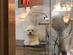 -PETKIT小佩宠物(古北店)