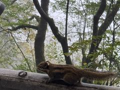 -大众跷脚牛肉馆·非遗传承单位(峨眉山店)