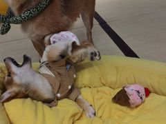 -逗柴咖啡屋·狗咖猫咖宠物桌游