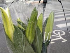 -循礼门鲜花花市(武汉循礼门店)