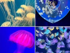 -海合安天津极地海洋公园