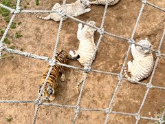 -西霞口神雕山野生动物世界