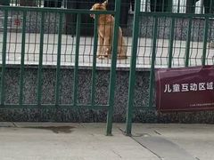 -中国扬子鳄村