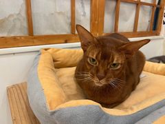 -Let's go狗咖·猫咖·奶狗·桌游(春熙路IFS店)