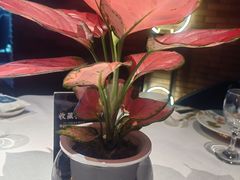 -鱼翅楼·津派砂锅鱼翅(水上公园店)