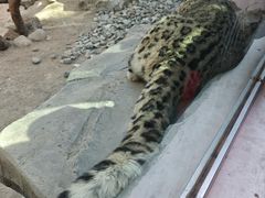 -青藏高原野生动物园