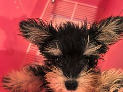 -翊宠yipet猫狗购宠庄园犬舍•猫舍