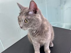 -爱洗澡的猫(望京店)