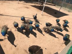 -萌宠亲子动物乐园(槐房万达店)