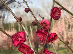 -蜀冈西峰生态公园