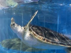 -欢乐海岸海洋奇梦馆