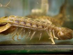 清蒸濑尿虾-猪肉婆私房菜(容桂总店)