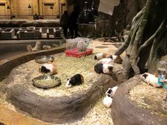 -zoonana室内动物园(东方福来德店)