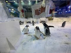 -芜湖新华联大白鲸海洋公园