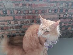 -豆逗聊愈猫阁Easy Life