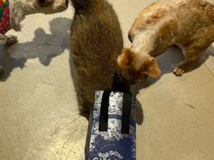 -藏猫猫咖啡主题馆(中央大道店)