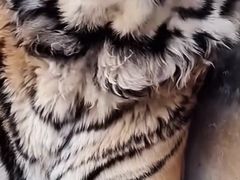 -栾川竹海野生动物园