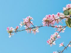 -紫马岭公园